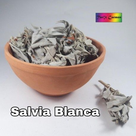 Salvia Blanca