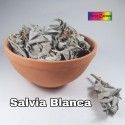 Salvia Blanca